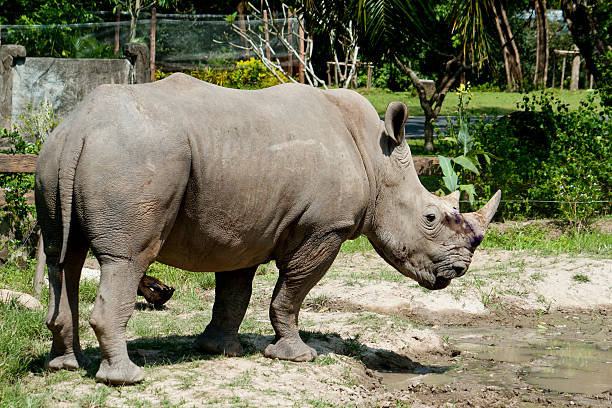 istock Rhinocero in the zoo 153689534