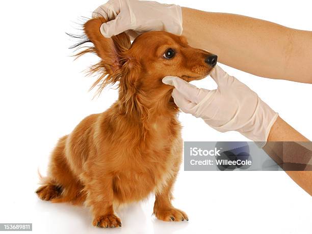Tierärztliche Untersuchung Stockfoto und mehr Bilder von Hund - Hund, Tierarzt, Tierklinik