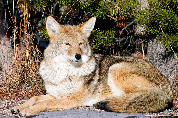 istock Coyote resting after hunting for a mouse 153689859