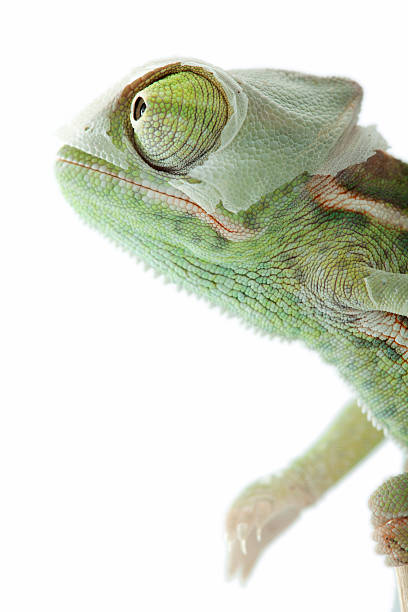istock Isolated exotic pet green chameleon 153689887