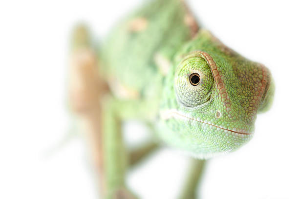 istock Isolated exotic pet green chameleon 153689905