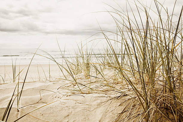 istock Close up of tall grass on beach 153689974