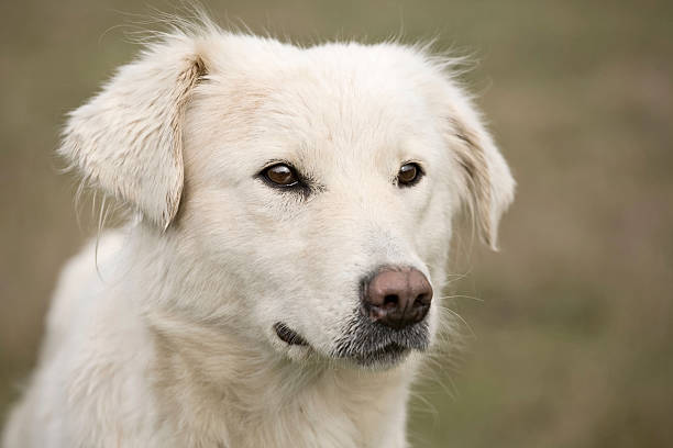 Kuvasz Dog, Portrait of Adult