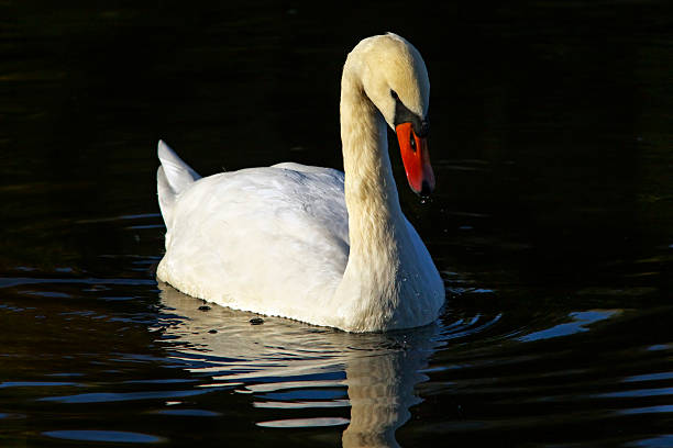 istock Mute swan with water drops 153690191