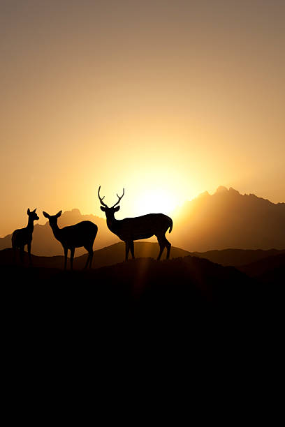 Mule Deer Sunset stock photo
