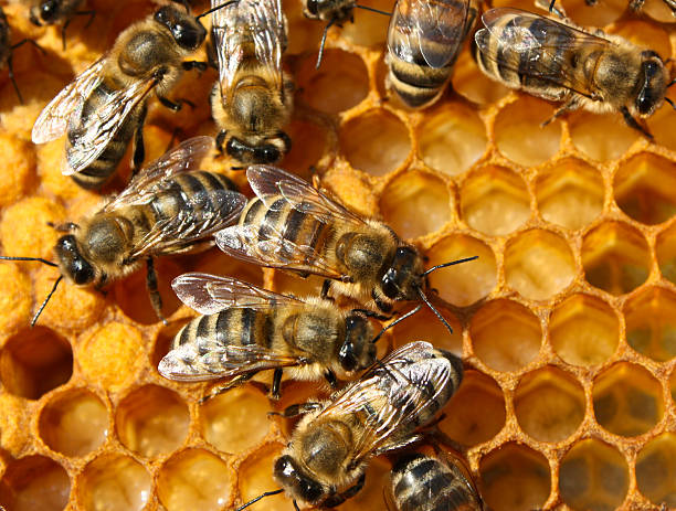 istock Reproduction of Bees 153690452