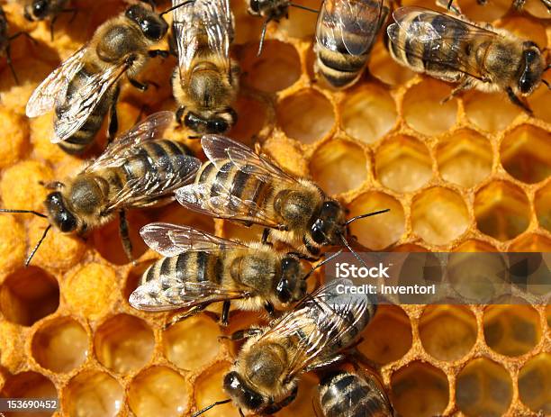 Воспроизведение Пчел — стоковые фотографии и другие картинки Биология - Биология, Воск, Глаз животного