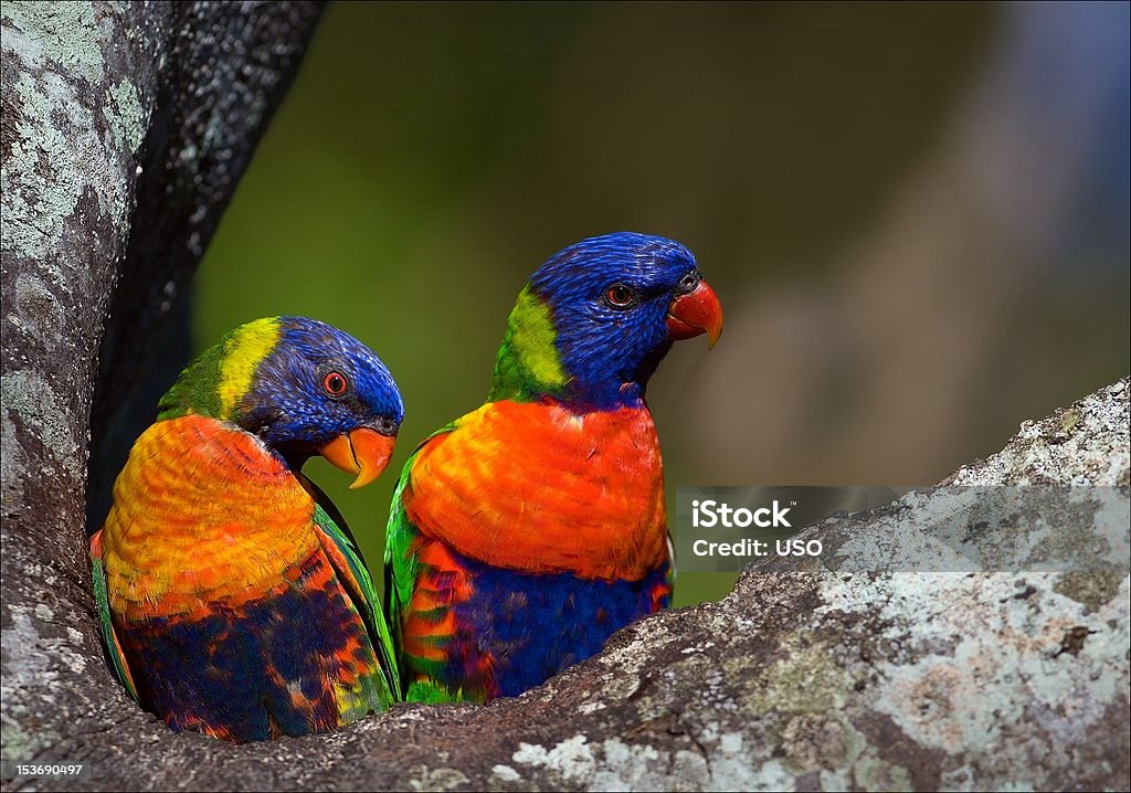 Coloridas casal. - Foto de stock de Amarelo royalty-free