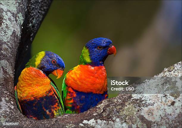 Casal Coloridas - Fotografias de stock e mais imagens de Amarelo - Amarelo, Animal, Animal selvagem