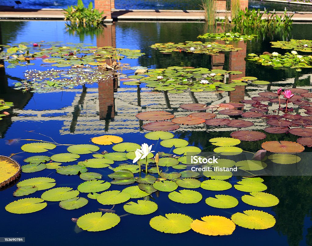 Jardín con agua - Foto de stock de Agua libre de derechos