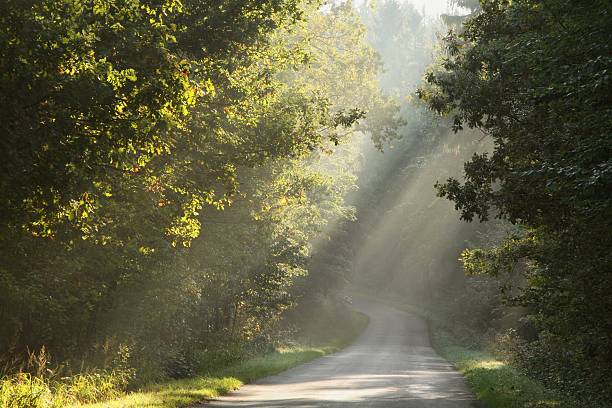 istock Rural road in misty autumn forest 153690851