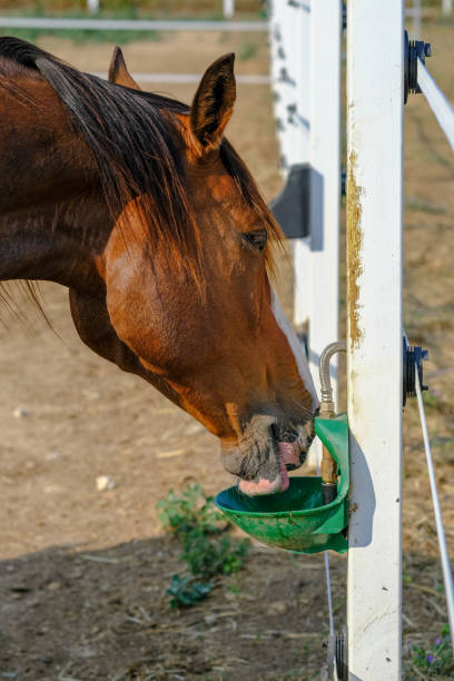 istock Horse drinks water from a special, automatic bowls for cattle or drinker on the farm 1536908684