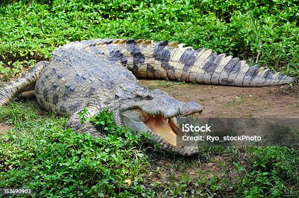 Photo libre de droit de Crocodile banque d'images et plus d'images libres de droit de Crocodile - Crocodile, Poisson d'eau douce, Crocodile du Siam