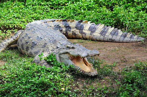 Hungry Crocodile in grassy muddy setting A fresh water crocodile on land. crocodile stock pictures, royalty-free photos & images