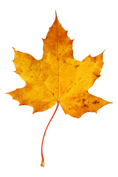 istock Burnt yellow autumn maple leaf on white background 153690936