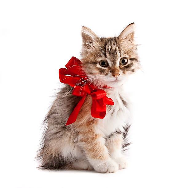 istock Siberian kitten with red ribbon 153691176