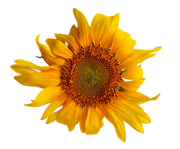 Sunflower stock photo