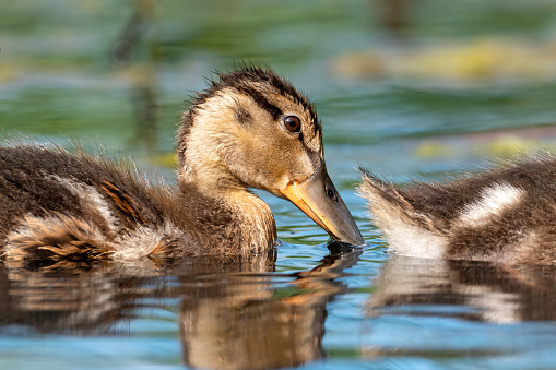 Duckling swims in water  from sweden nature