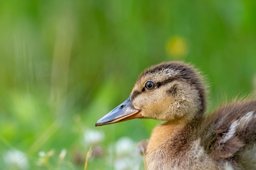 ducklings rest in the green grass  from sweden nature