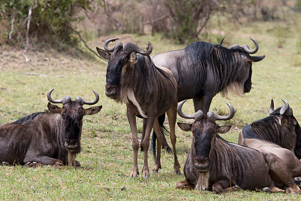 GNU manada no Quénia - fotografia de stock