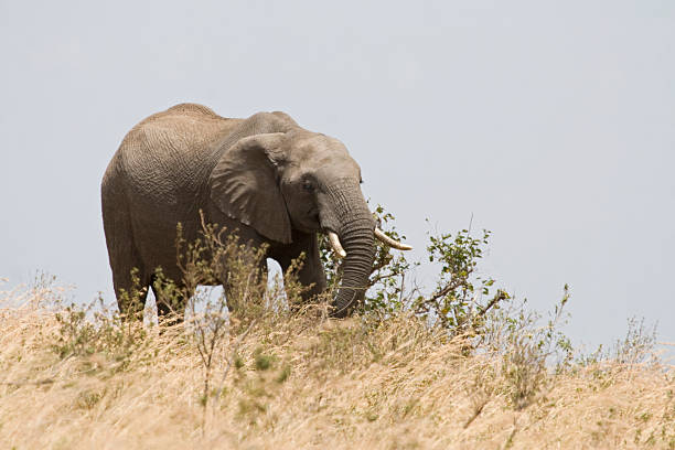 Elefante africano no Quénia. - fotografia de stock