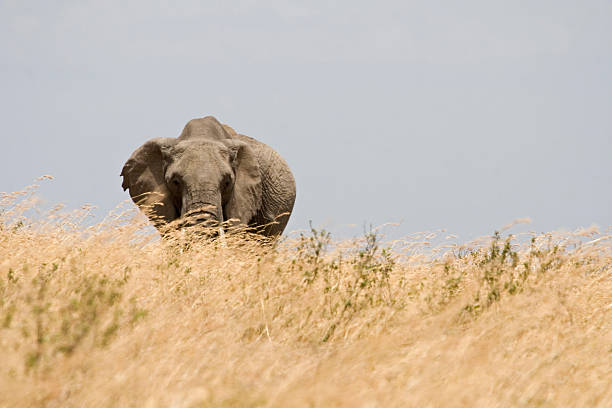 Elefante africano i - fotografia de stock