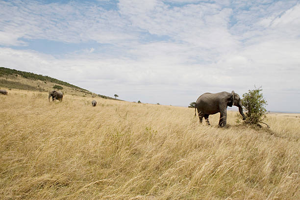 Manada de elefante no Quénia. - fotografia de stock