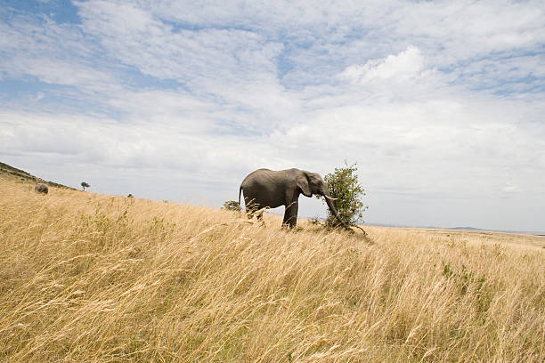 Manada de elefante no Quénia - fotografia de stock