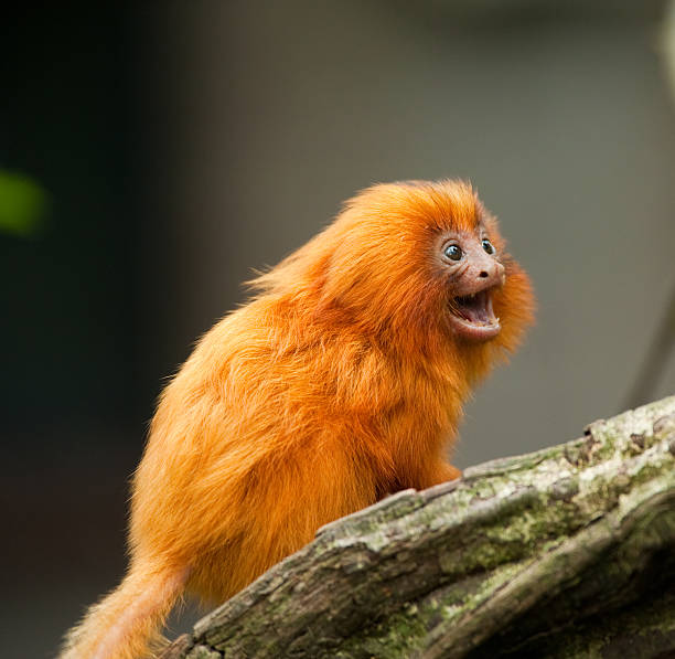 istock golden lion tamarin 153692688