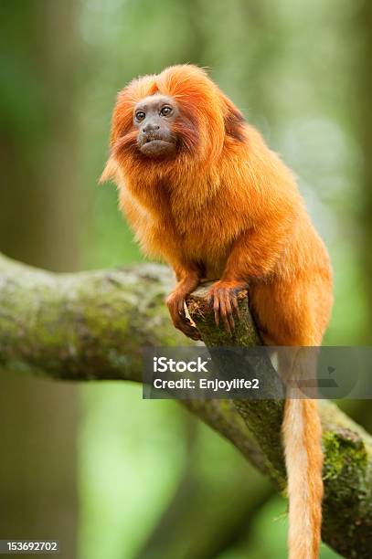 Golden Lion Tamarin Stock Photo - Download Image Now - Golden Lion Tamarin, Monkey, Brazil