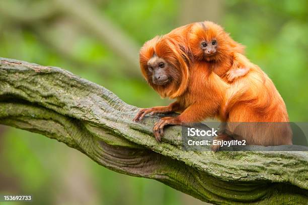 Cute Golden Lion Tamarin With Baby Stock Photo - Download Image Now - Golden Lion Tamarin, Animal, Brazil