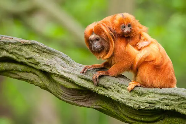 cute golden lion tamarin with baby (Leontopithecus rosalia)