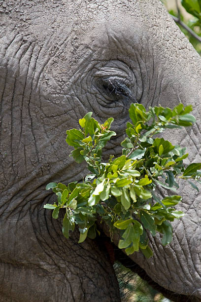 Éléphant d'Afrique à proximité. - Photo