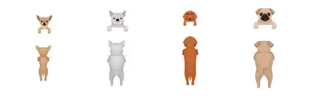 Vector illustration of Dogs of Different Breeds Standing on Hind Legs Front and Back Vector Set