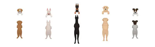 Vector illustration of Dogs of Different Breeds Standing on Hind Legs Front and Back Vector Set