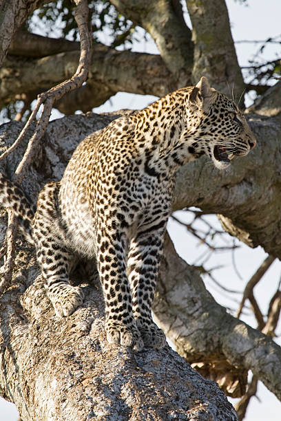 Leopardo numa árvore. - fotografia de stock