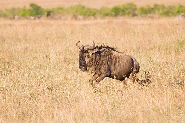 Gnou au Kenya. - Photo