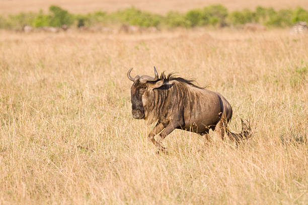 GNU no Quénia. - fotografia de stock