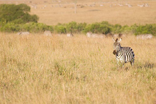 Zebra no Quénia. - fotografia de stock