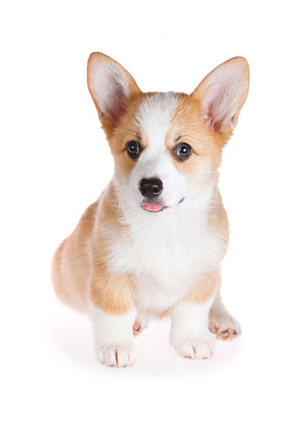 istock Pembroke Welsh Corgi puppy 153693372