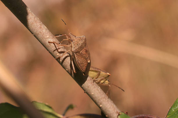 Spined Soldier Bug (Podisus maculiventris) Spined soldier bug walking up a branch with a dew drop spined stock pictures, royalty-free photos & images