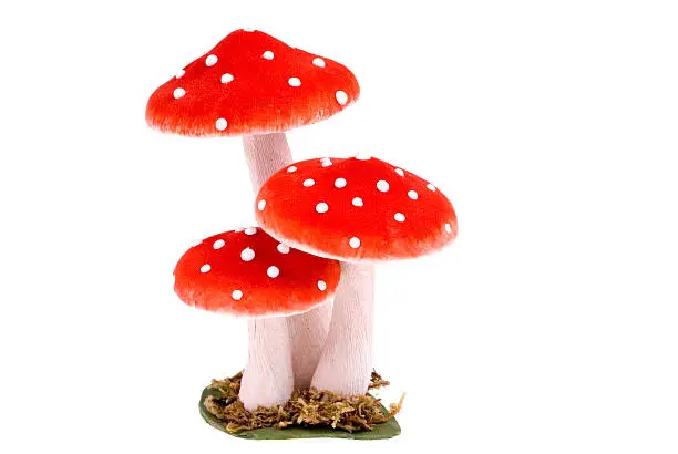 Photo of Three mushrooms.