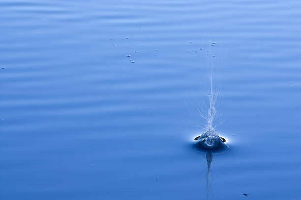 water splash on the lake