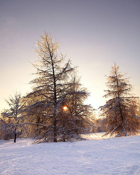 istock Fir trees covered with snow and ice in winter 153694077