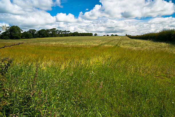 Landscape, ripening field of barley, Brydekirk, Scotland stock photo