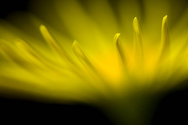 Close-Up of Doronicum Flower stock photo