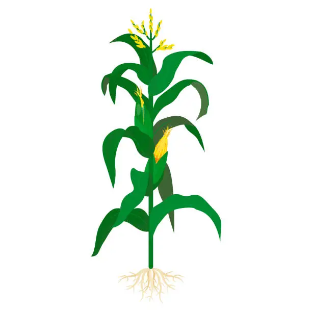 Vector illustration of Mature corn ripe maize edible plant with stem leaves root ears on stalk vector flat illustration