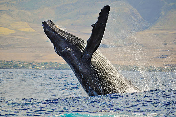 Humpback whale jumping and splashing ocean water Stock photo description animals breaching photos stock pictures, royalty-free photos & images