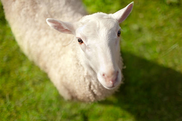 Sheep with grass background stock photo