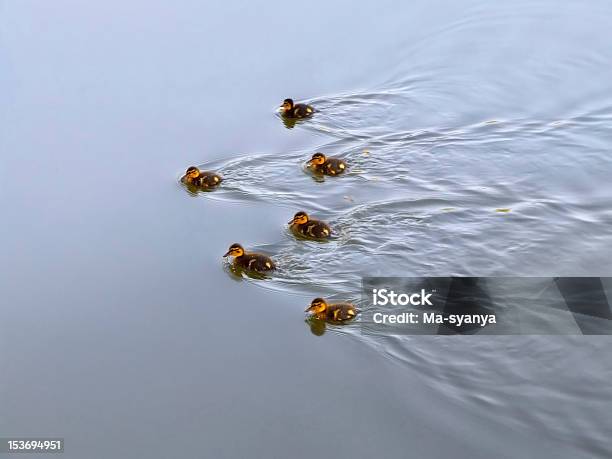 Photo libre de droit de Compensé De Canards banque d'images et plus d'images libres de droit de Activité - Activité, Canard - Oiseau aquatique, Chiffre 6